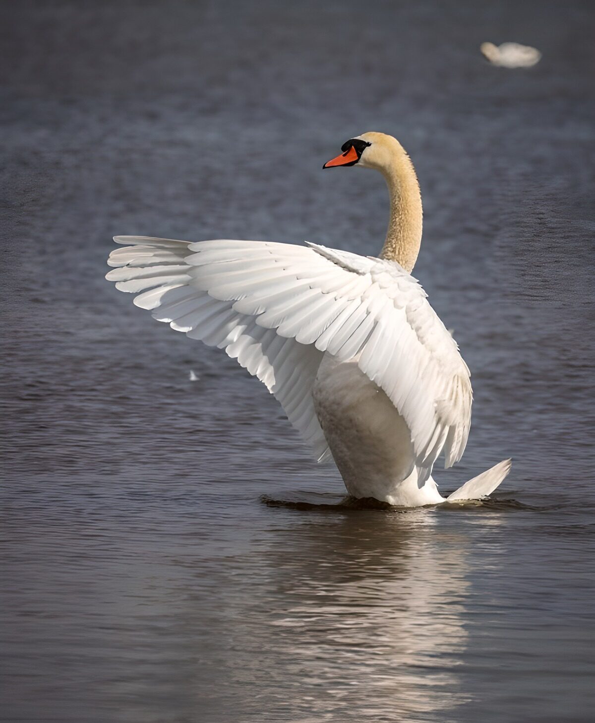 TPFR87576: Un cygne majestueux au bord de l'eau