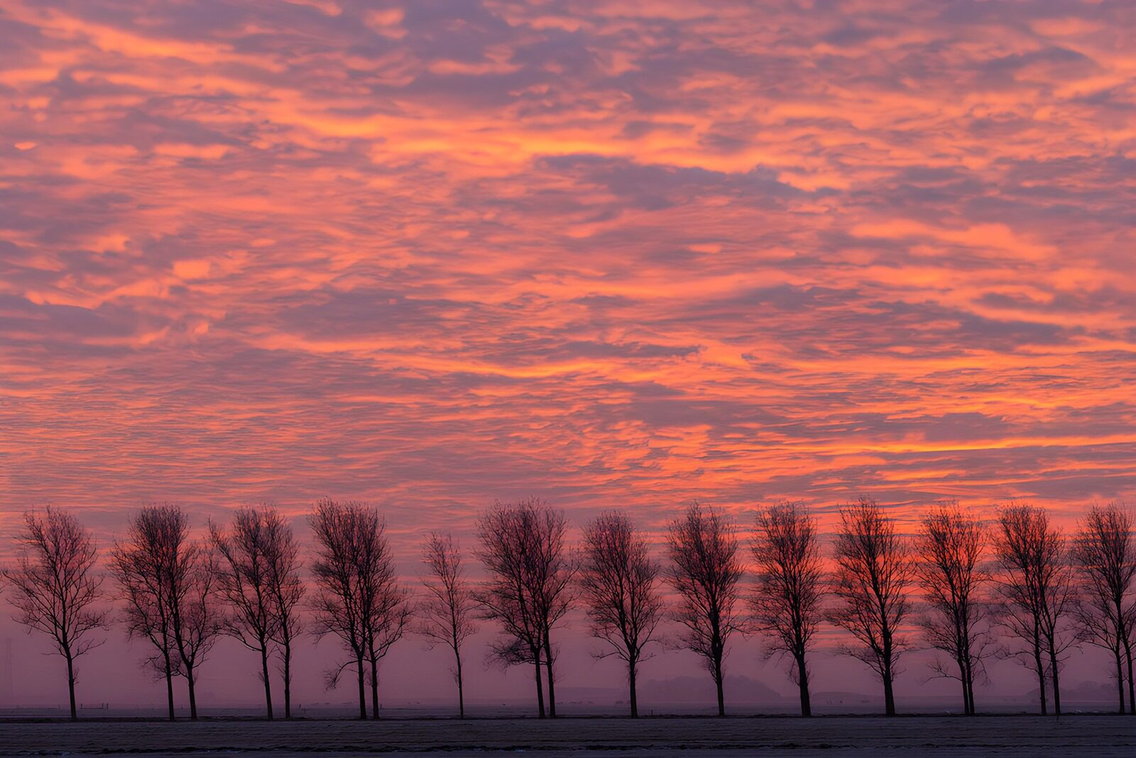 TPFR28095: Silhouettes d'arbres au coucher du soleil