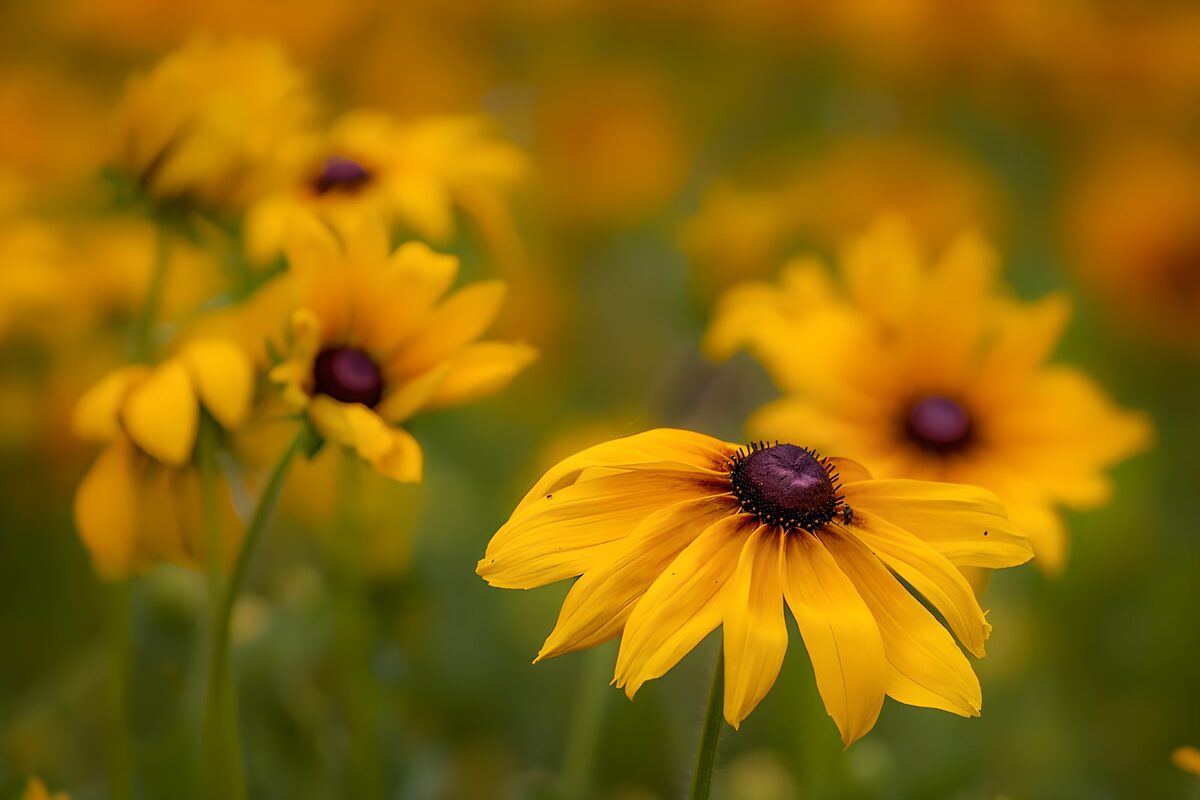 Rudbeckias jaunes en gros plan