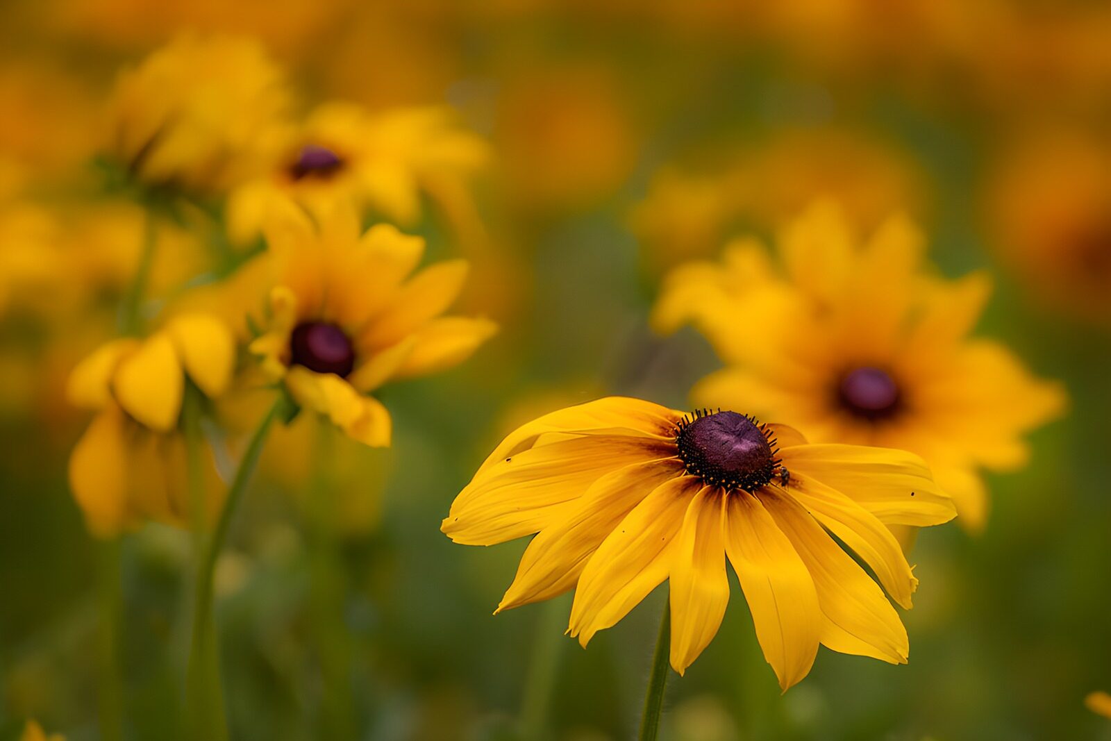TPFR95042: Rudbeckias jaunes en gros plan
