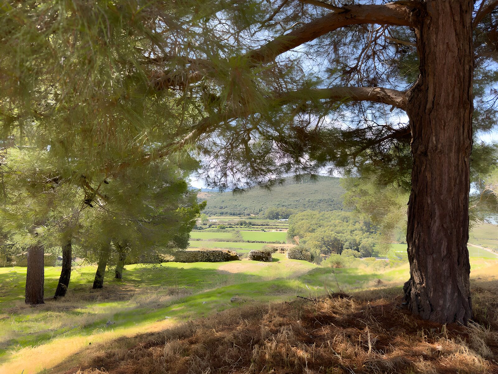 TPFR58090: Paysage verdoyant sous un arbre