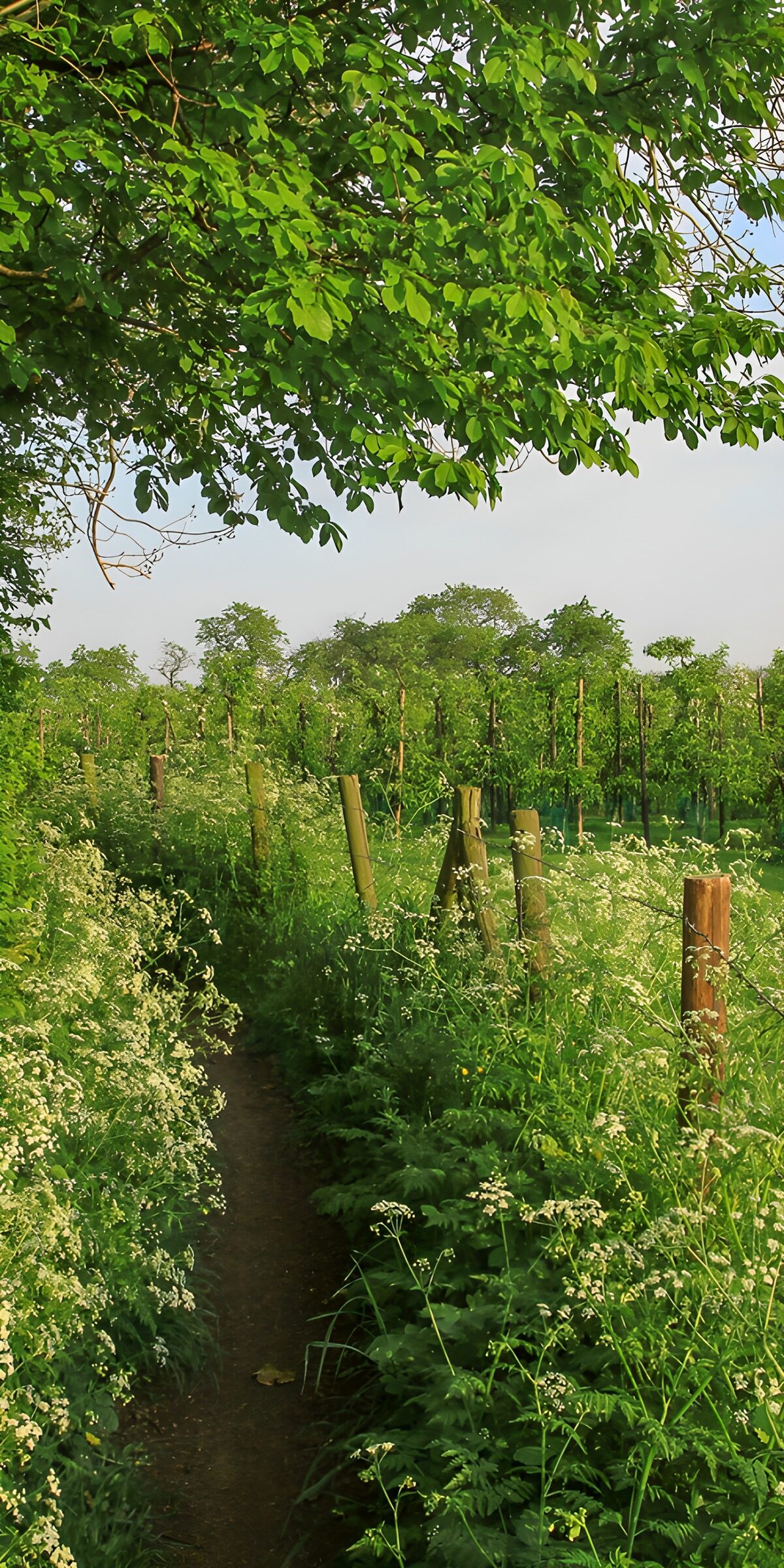TPFR50712: Sentier au milieu des vignes verdoyantes