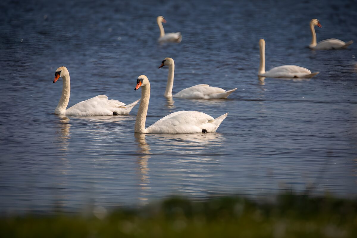 Cygnes majestueux sur un lac tranquille