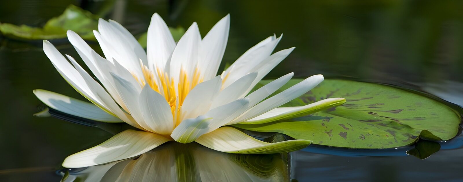 TPFR66741: Fleur de lotus épanouie sur l'eau