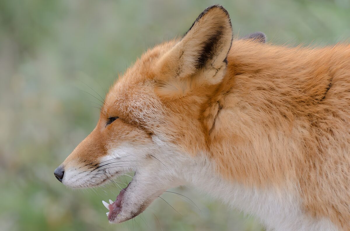 Renard au pelage flamboyant