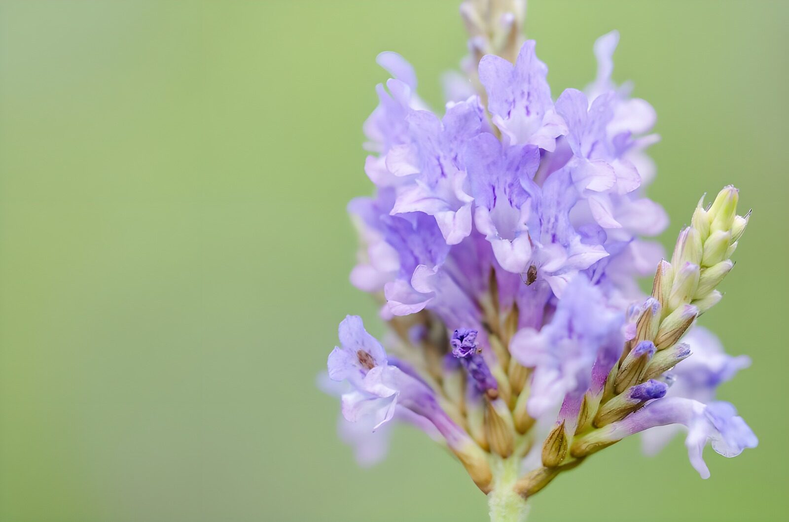 TPFR39965: Fleur de lavande en pleine floraison