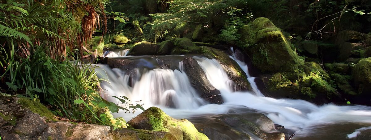 Cascade paisible dans la forêt