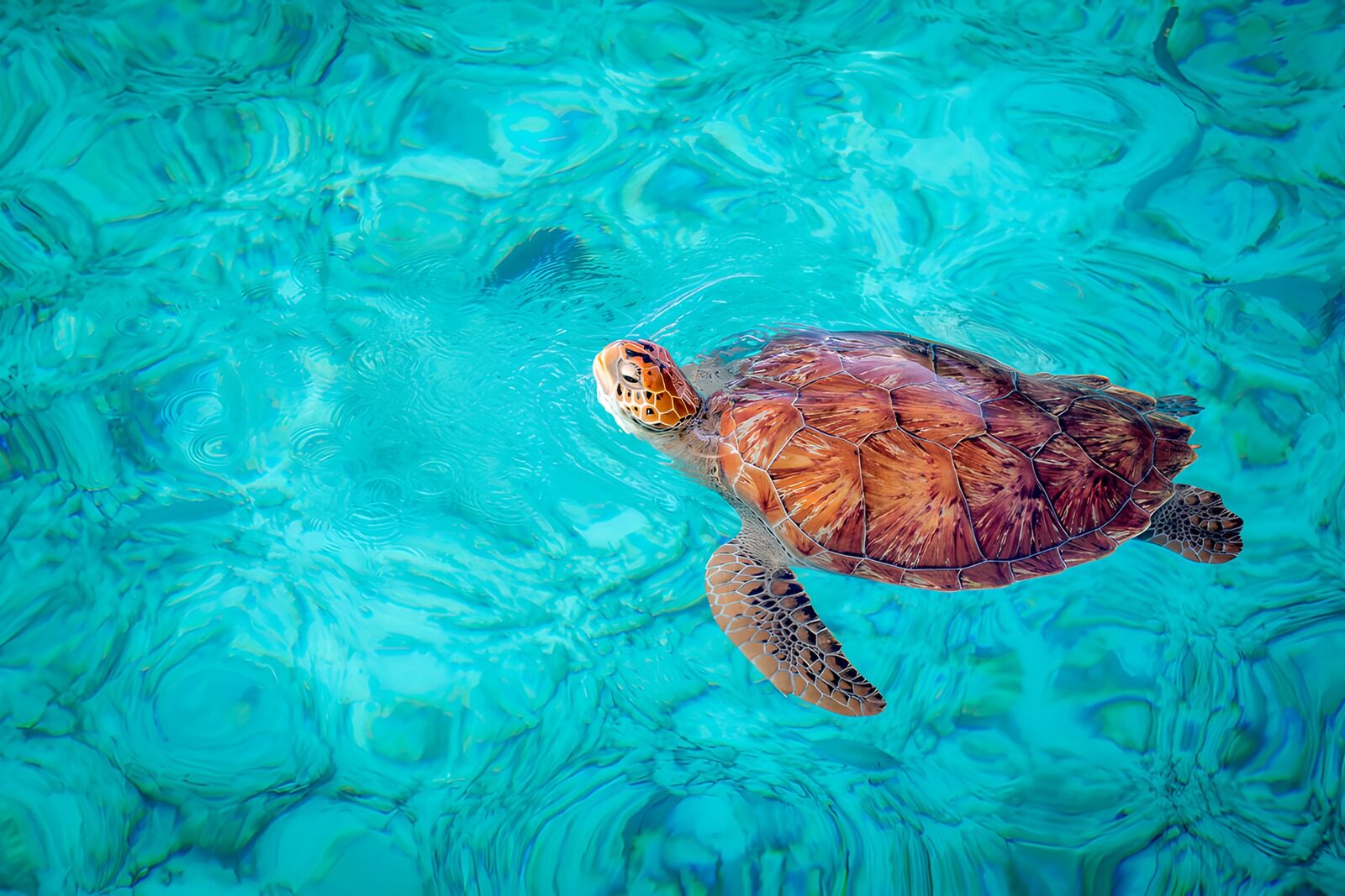 TPFR23268: Tortue nageant dans des eaux turquoise