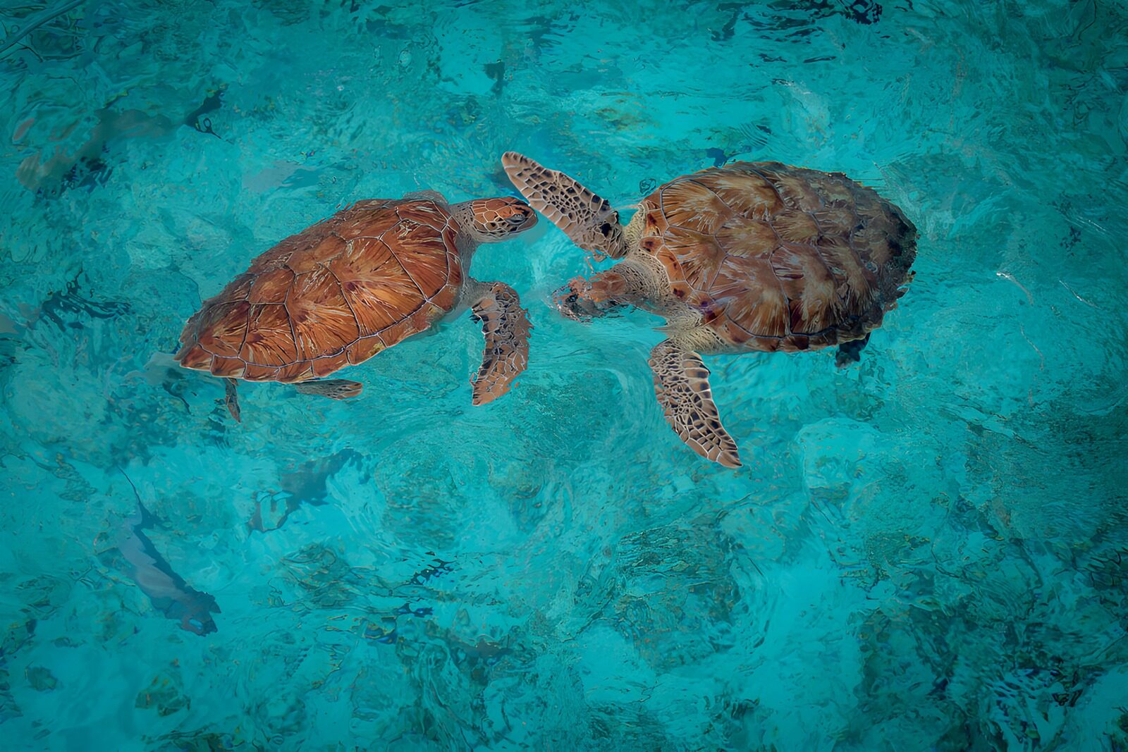 TPFR89107: Deux tortues dans les eaux cristallines