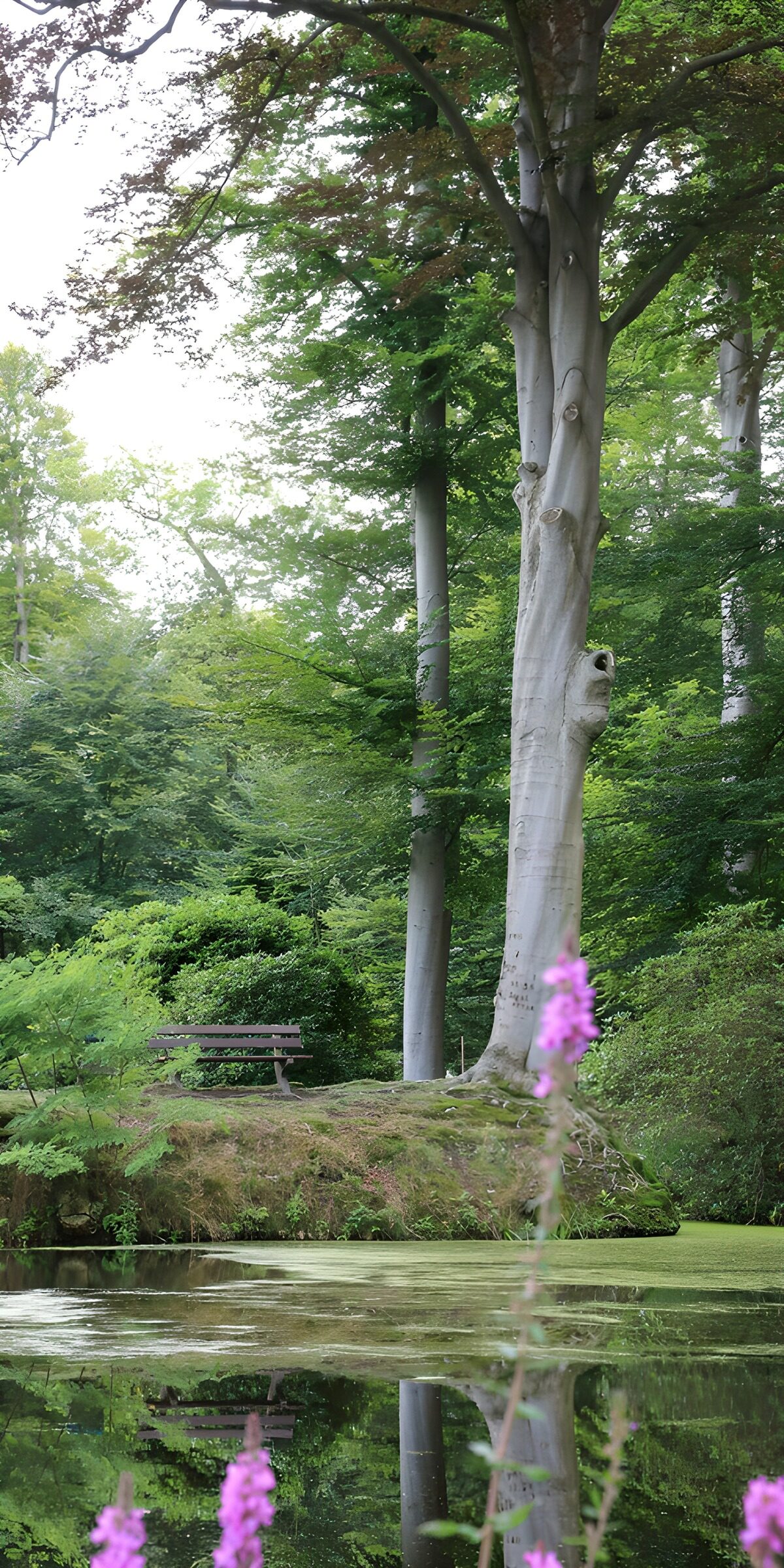 TPFR84626: Reflets paisibles dans la forêt verdoyante