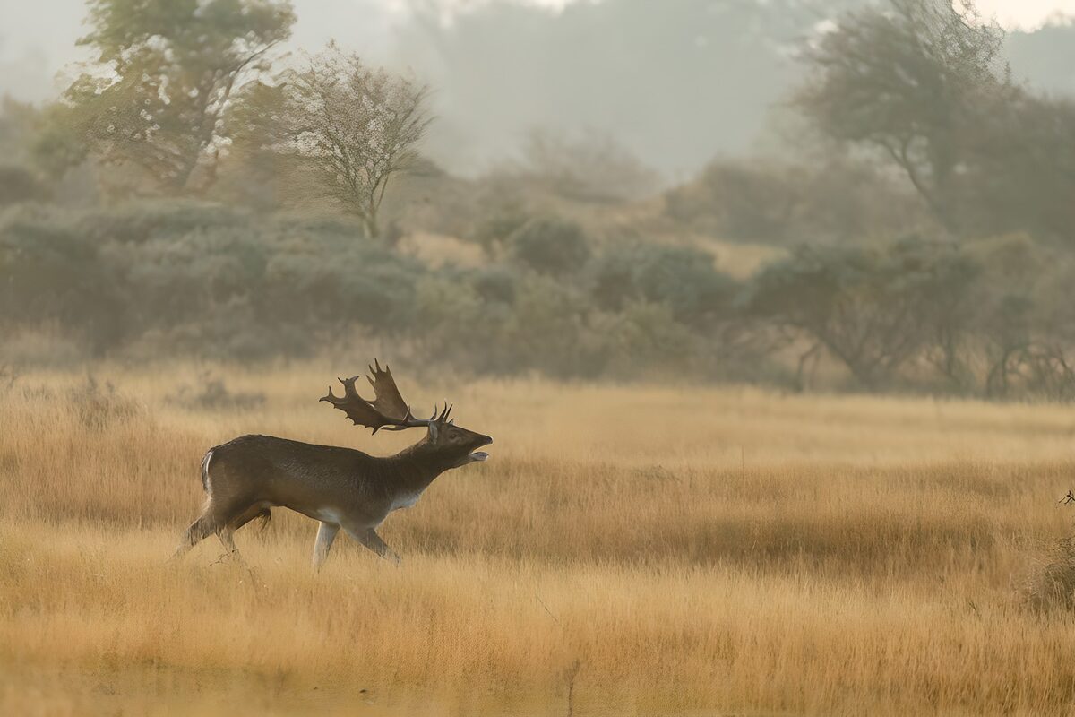 TPFR64155: Un cerf majestueux dans la brume matinale