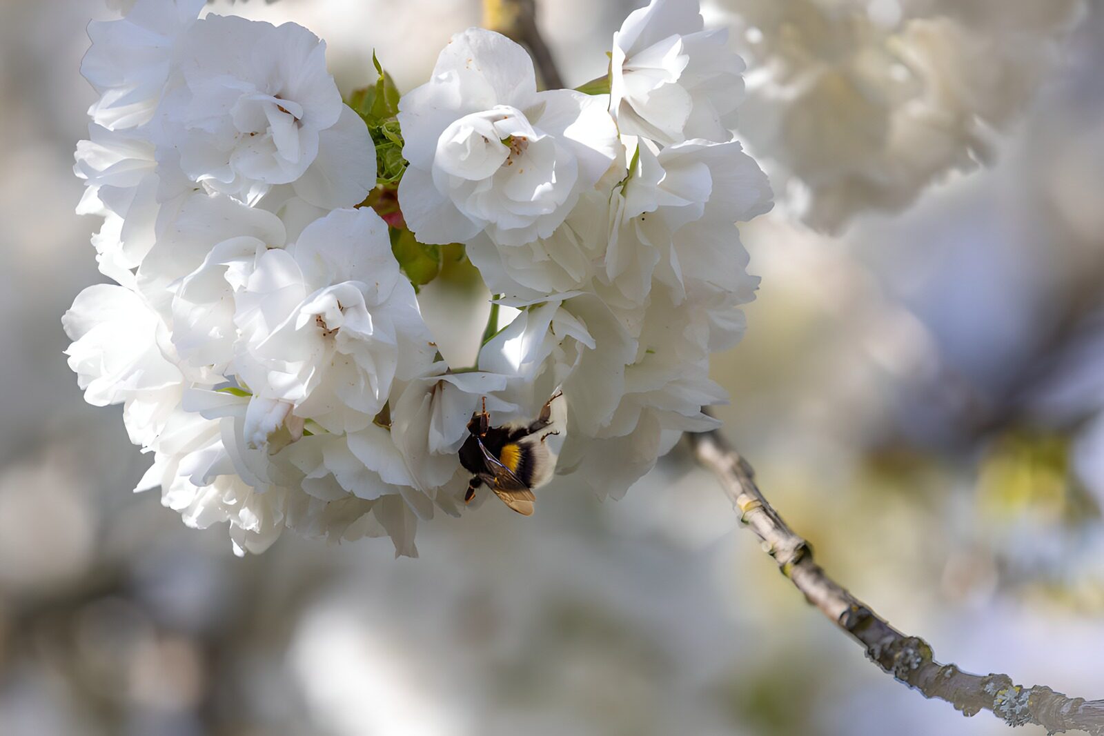 TPFR67405: Abeille butinant des fleurs blanches