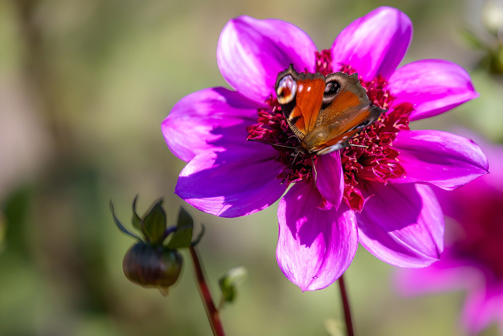 TPFR36801: Papillon sur une fleur violette