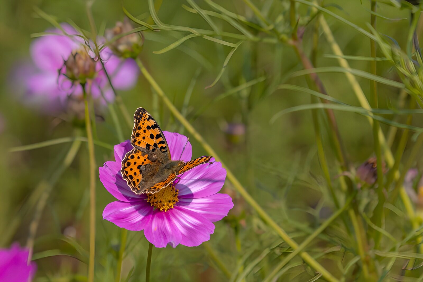 TPFR14266: Papillon et fleur rose en été