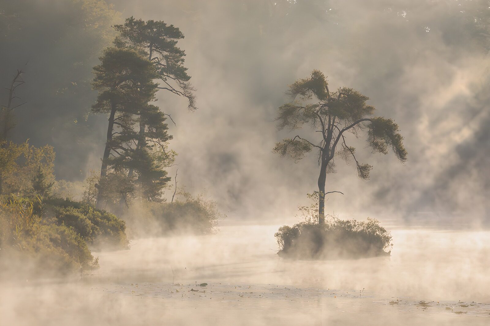 TPFR59337: Arbre solitaire dans la brume matinale
