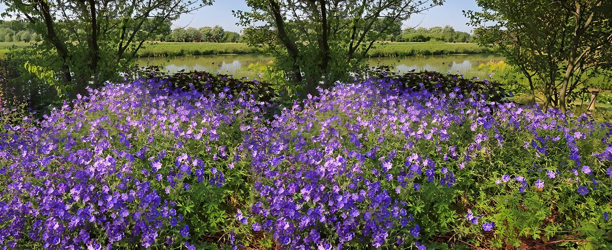 TPFR28253: Champ de fleurs violettes au bord de l'eau