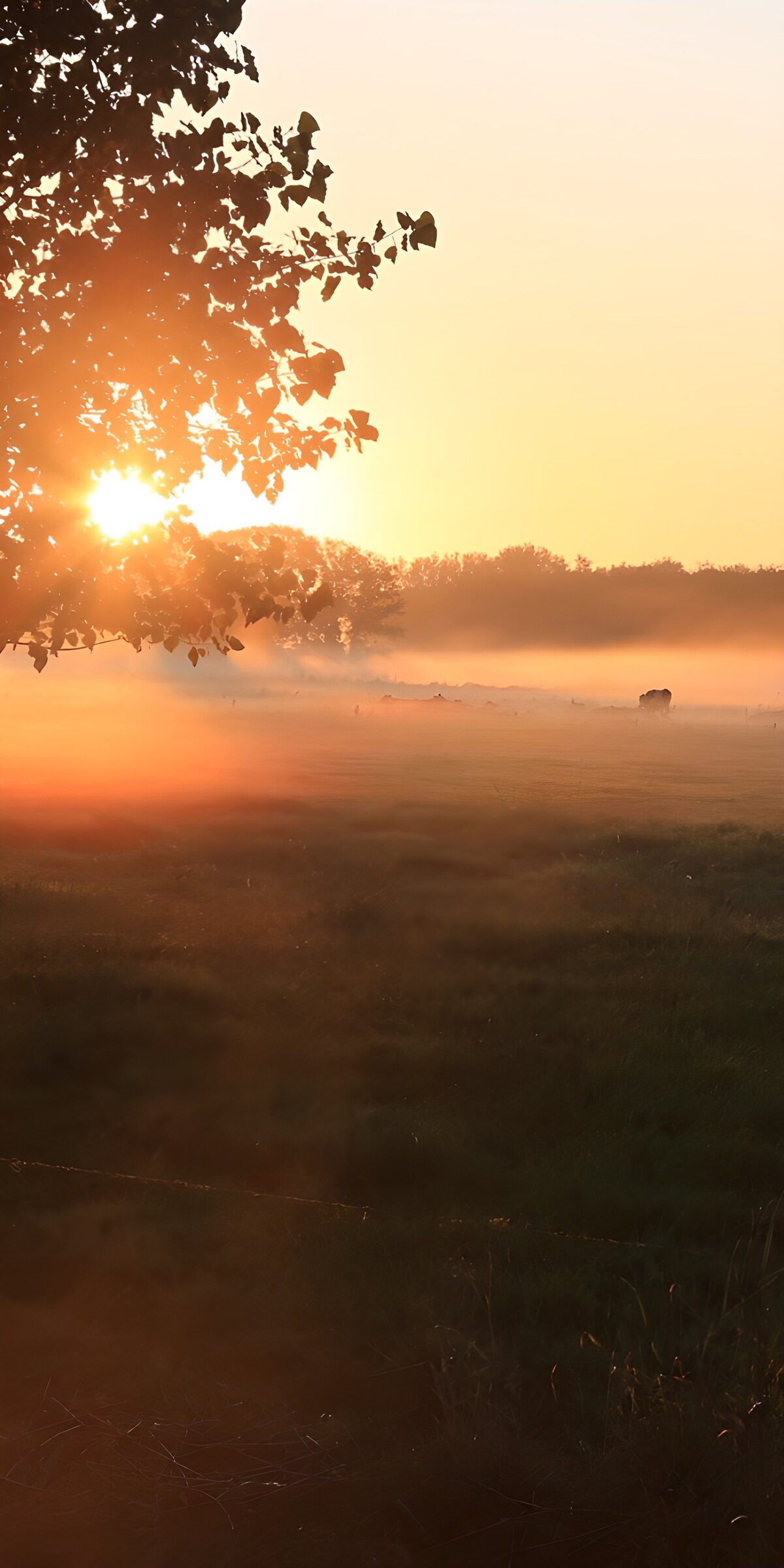 TPFR47080: Lever de soleil sur la campagne paisible