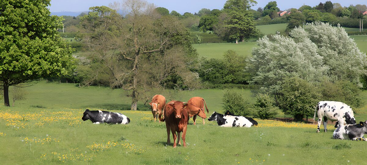 TPFR59860: Vaches dans un pré verdoyant
