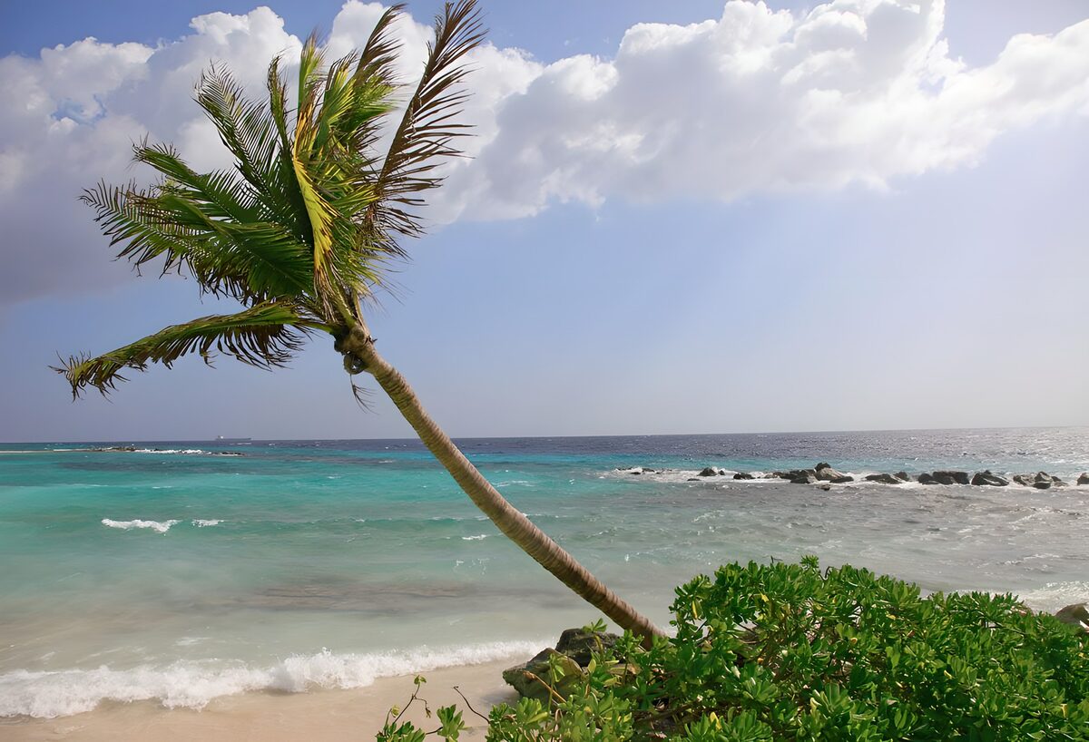 TPFR52408: Palmier penché en bordure de la mer des Caraïbes