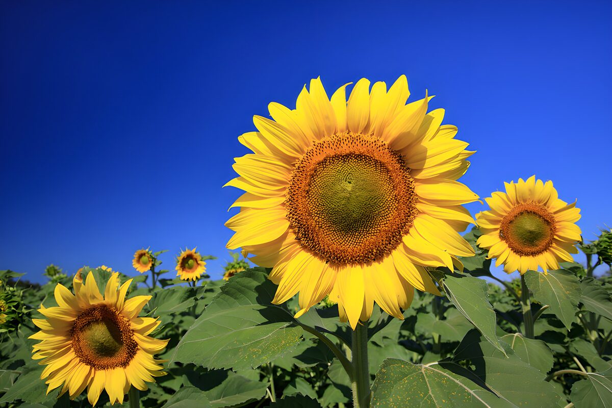 Champs de tournesols en été