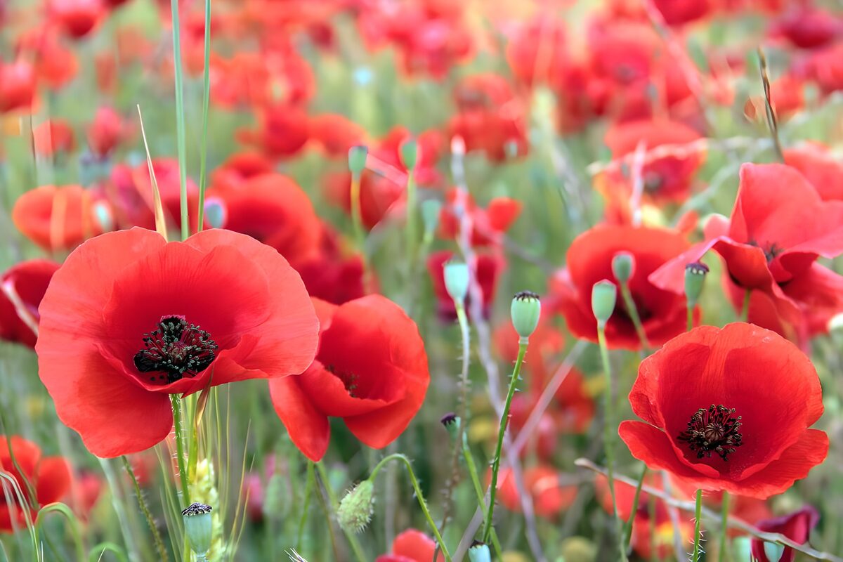 TPFR17095: Champs de coquelicots en fleurs