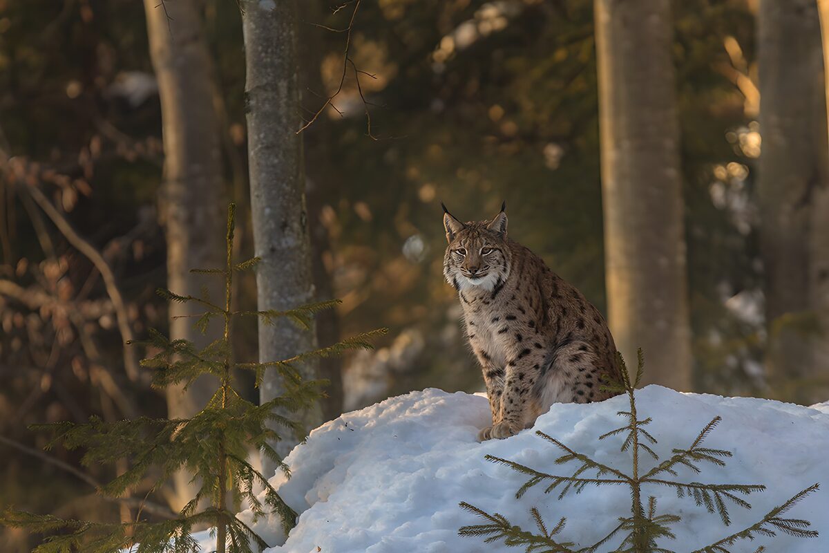 TPFR25010: Lynx dans la neige