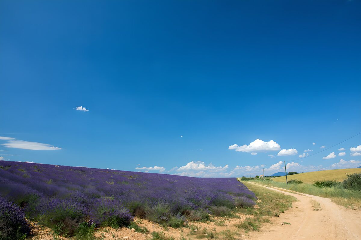 Champ de lavande sous le ciel bleu