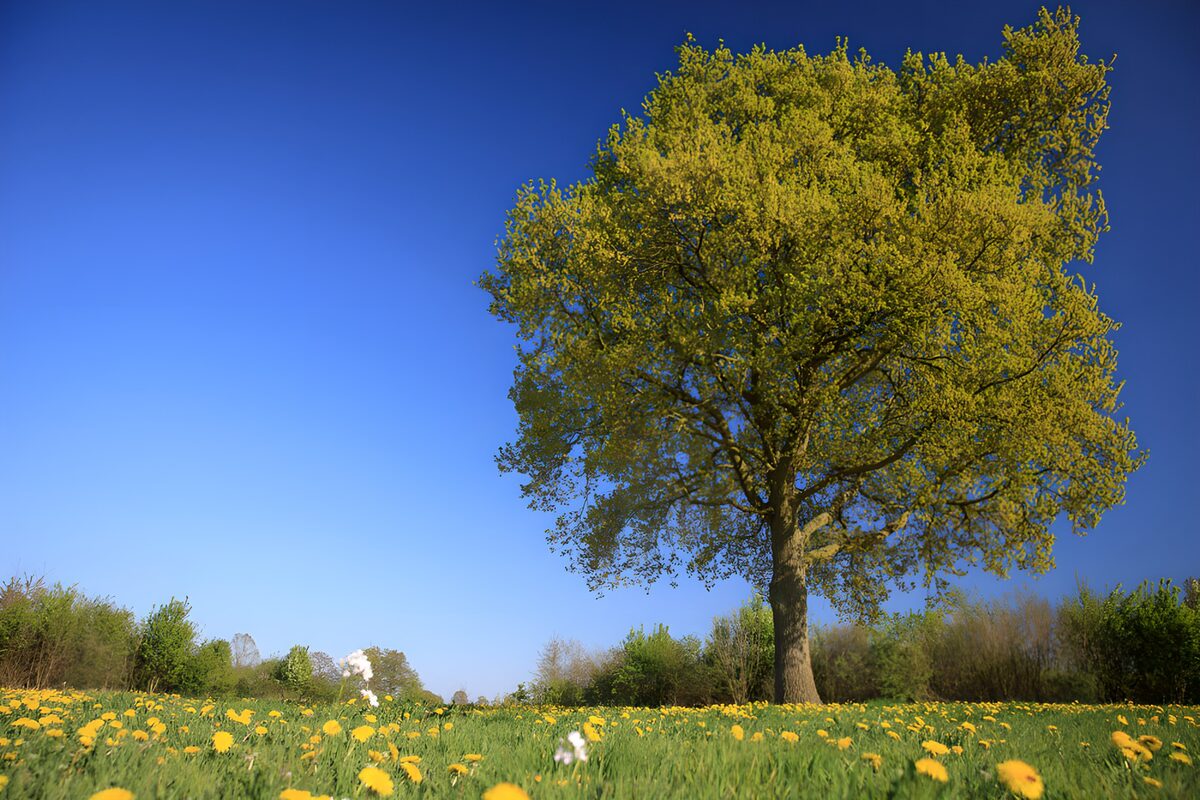 TPFR89905: Arbre majestueux dans un champ printanier
