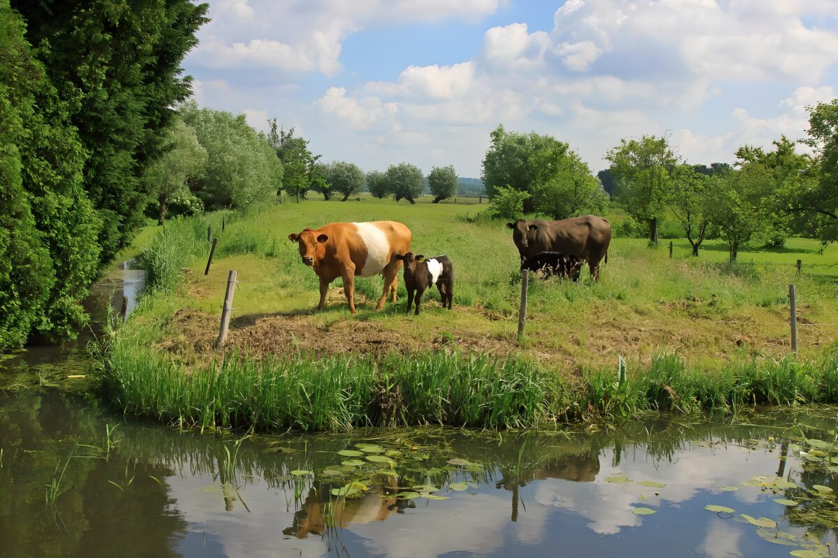 Vaches paisant au bord de l'eau