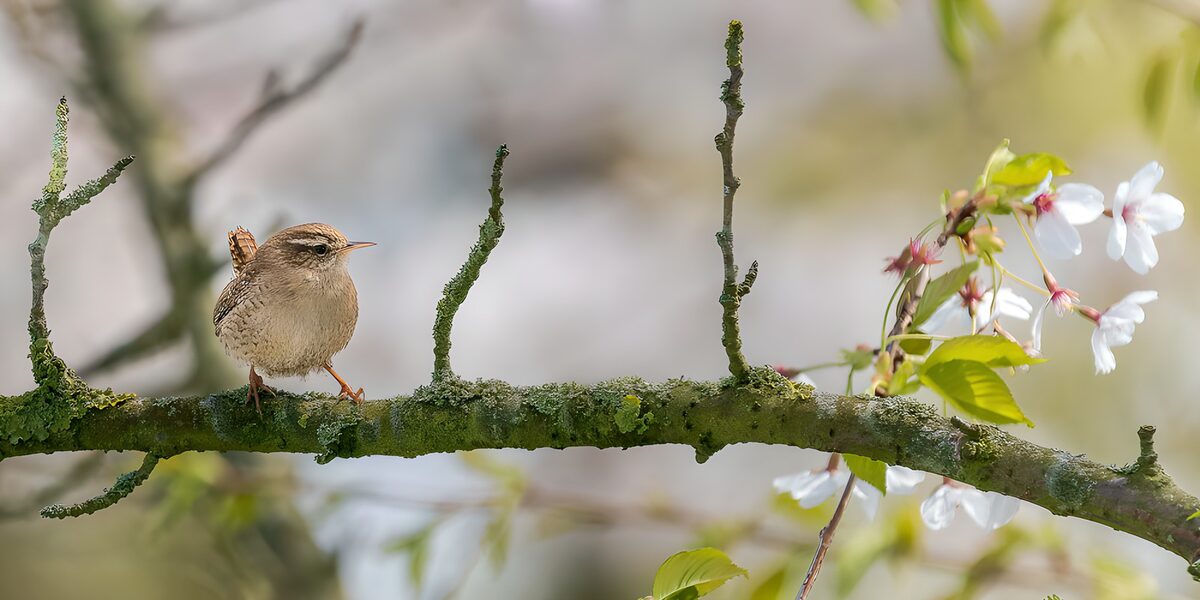 TPFR13679: Oiseau et fleurs au printemps