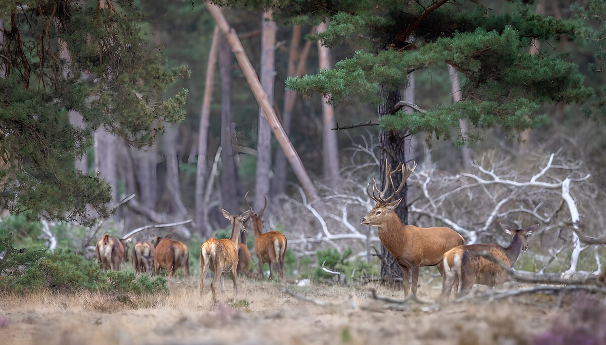 TPFR49062: Cerfs majestueux dans la forêt