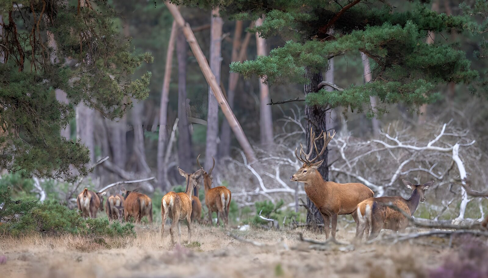 TPFR49062: Cerfs majestueux dans la forêt