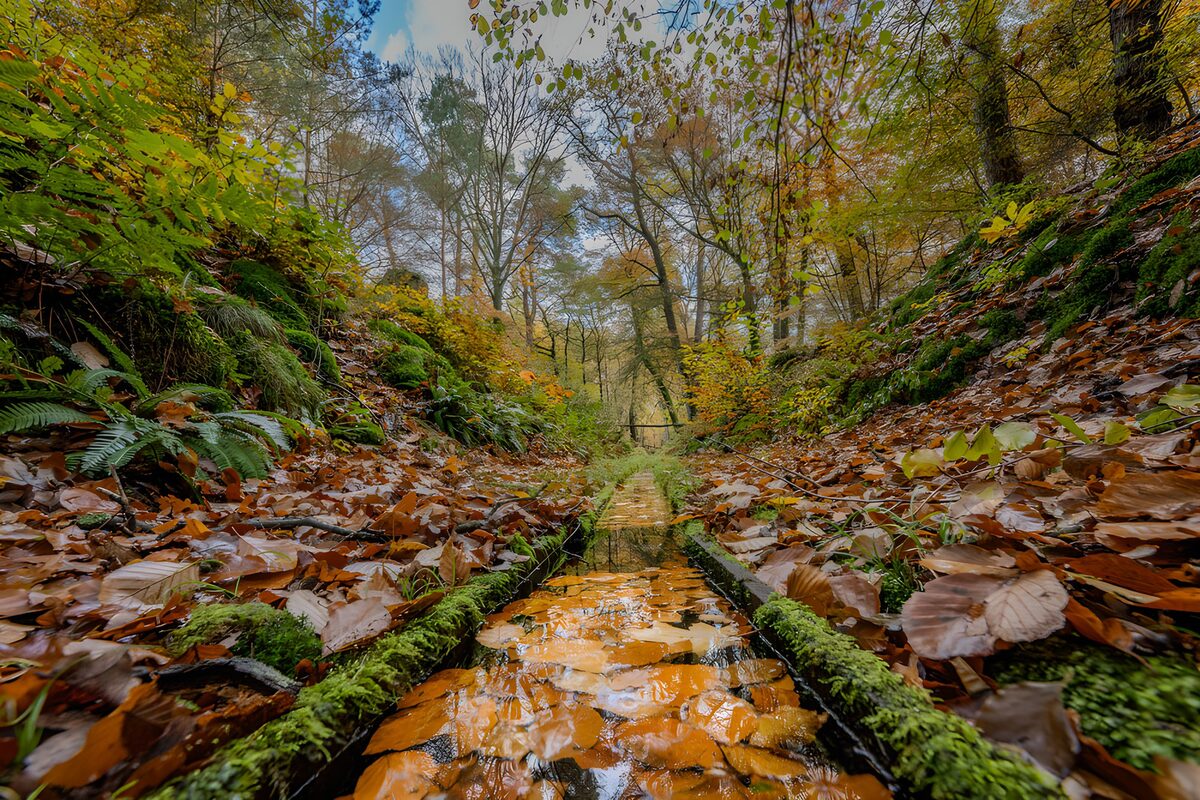 TPFR14023: Sentier de feuilles d'automne
