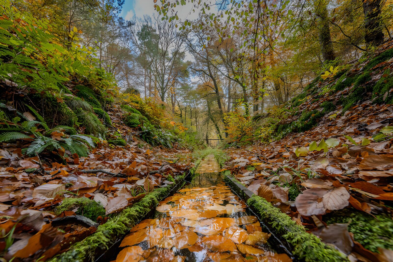 TPFR14023: Sentier de feuilles d'automne