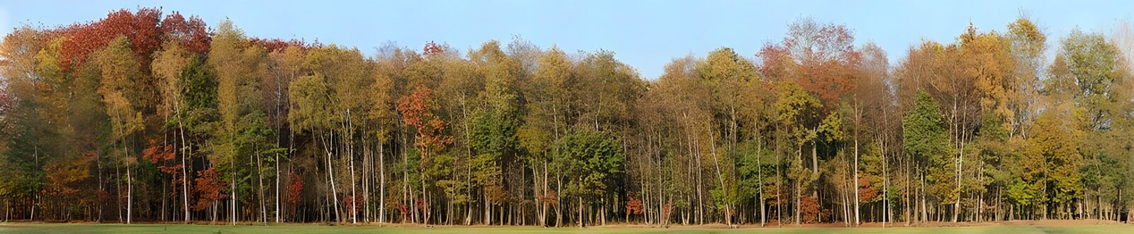 TPFR67932: Forêt en automne éclatante
