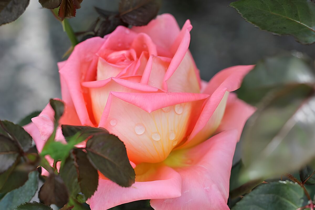 Belle rose rose avec gouttes de pluie