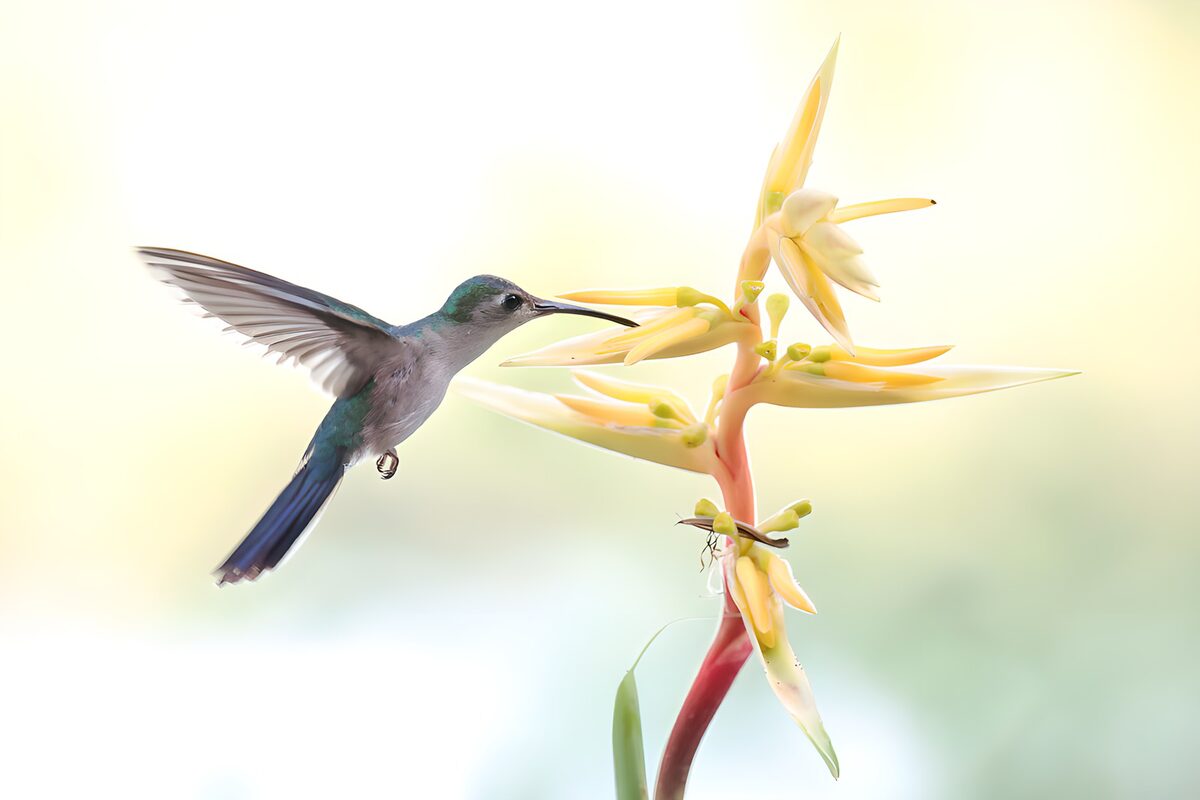 TPFR33150: Colibri et fleur éclatante