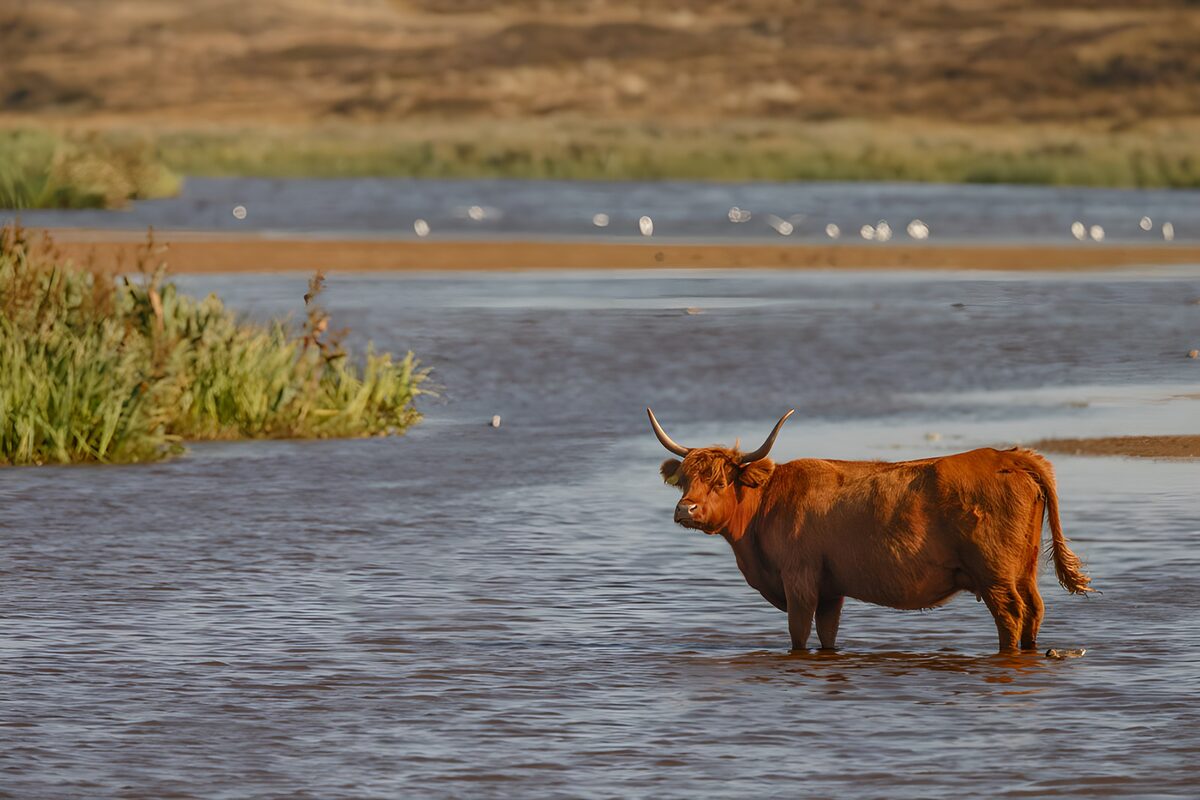 Vache écossaise dans un paysage aquatique