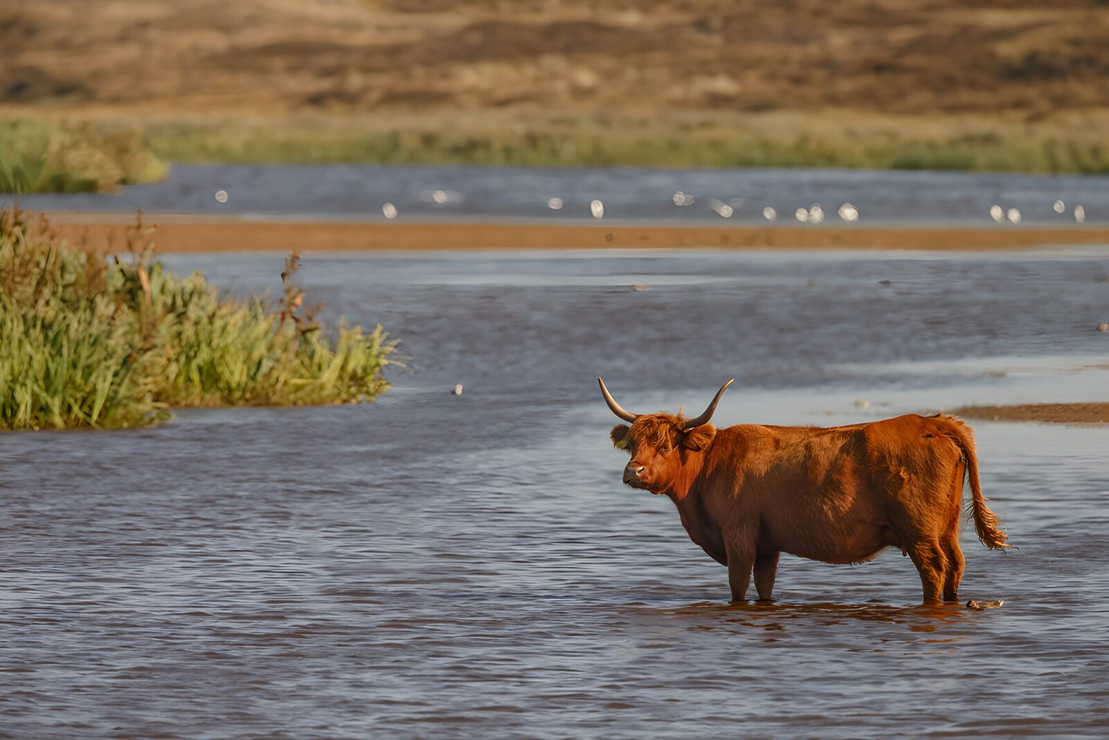 TPFR71279: Vache écossaise dans un paysage aquatique