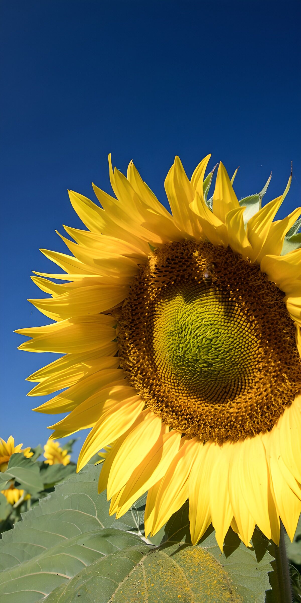 TPFR53843: Tournesol sous un ciel bleu