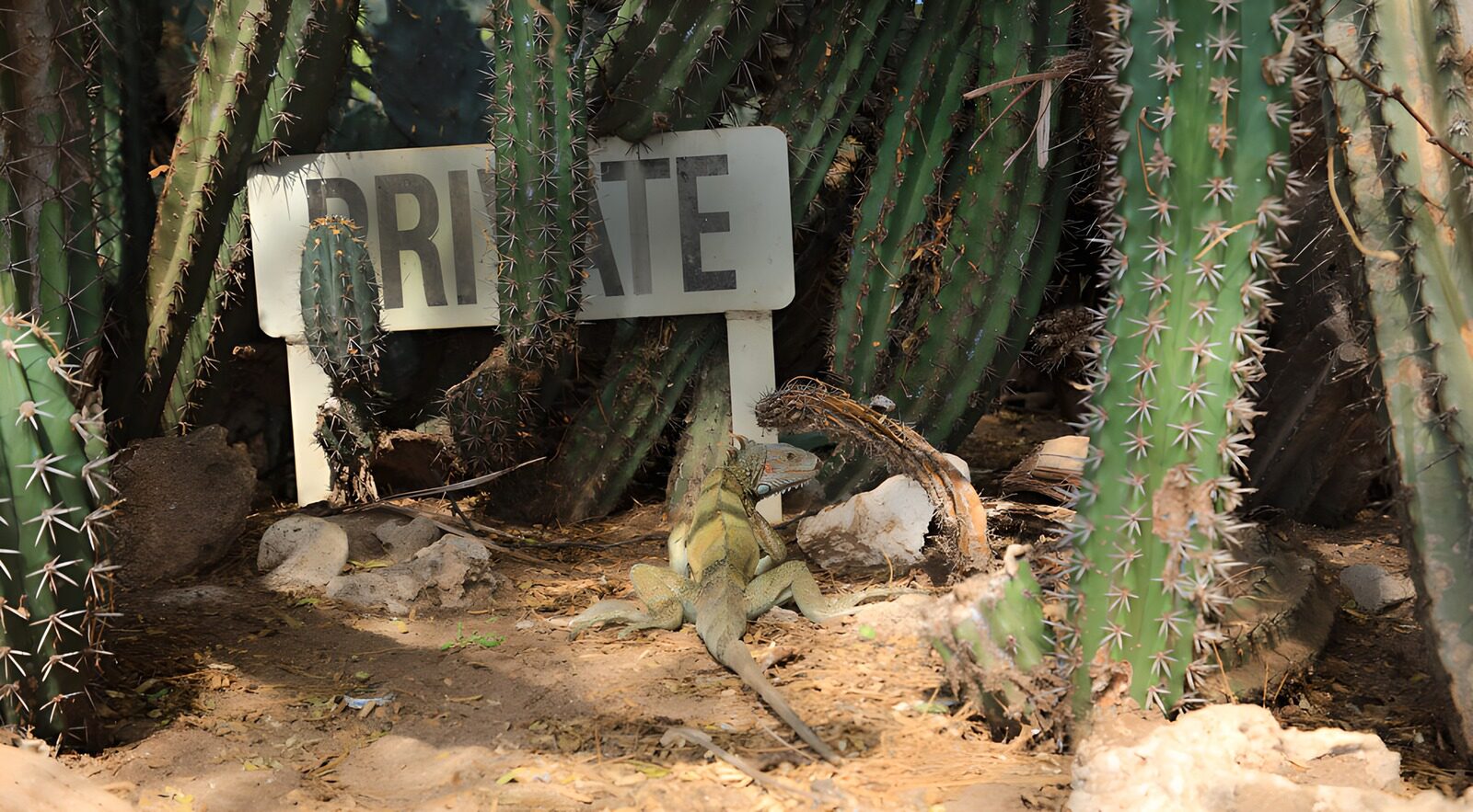TPFR98605: Iguane dans un jardin privé