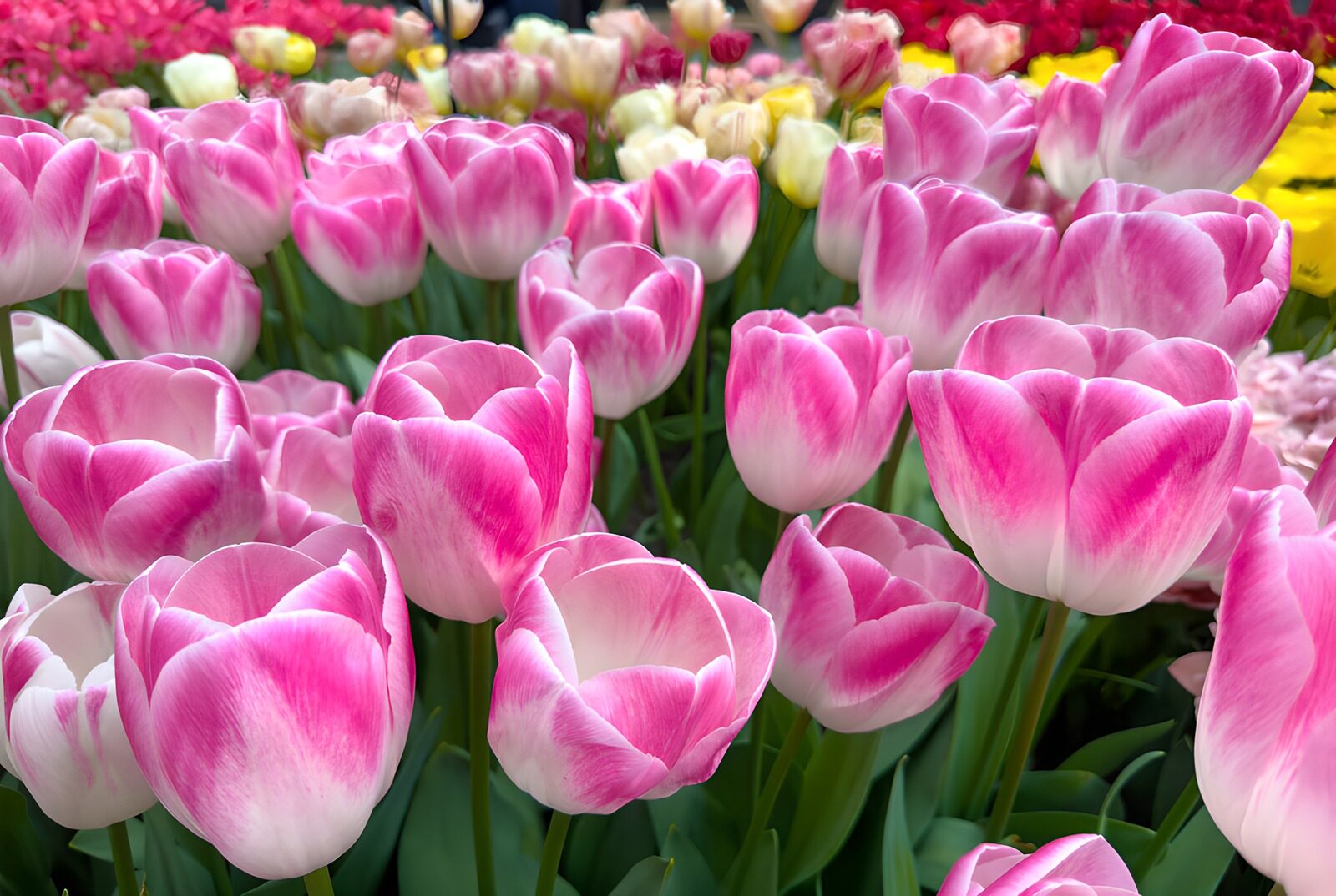 TPFR83271: Tulipes roses dans un jardin vibrant