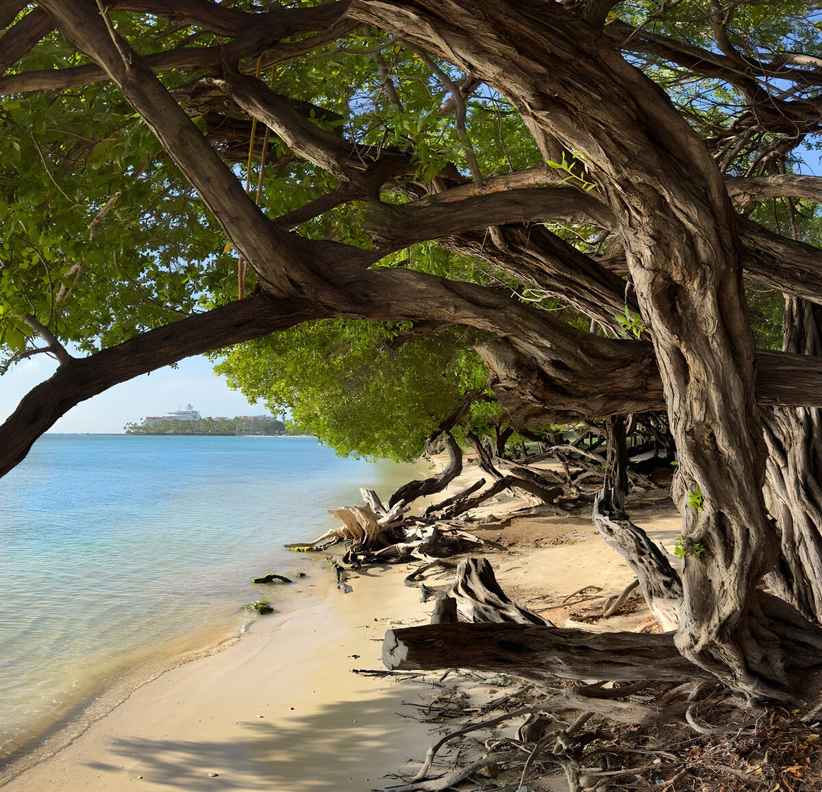 Plage paisible sous les arbres noueux