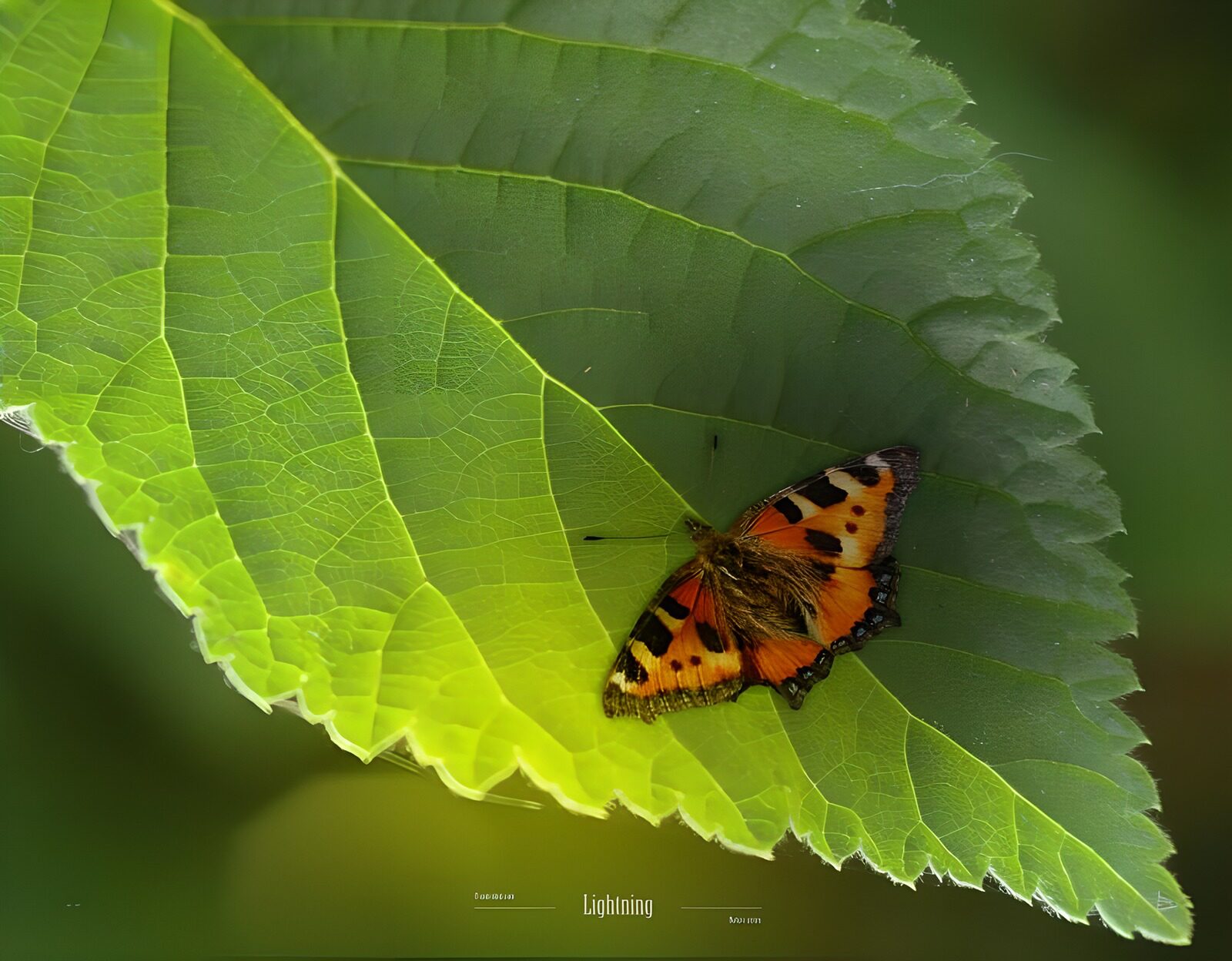 TPFR78699: Nature-Flash 107-007
