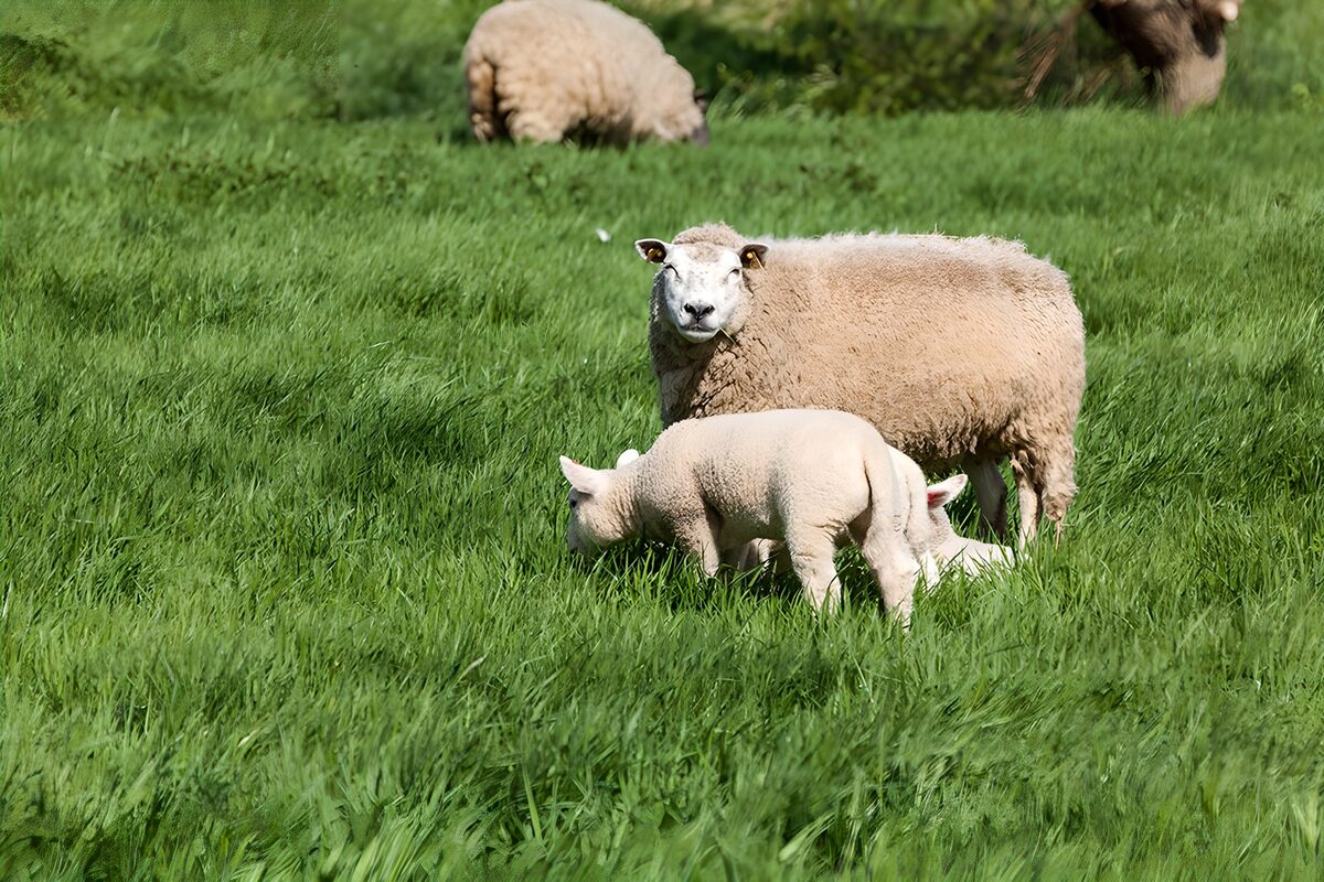 TPFR11793: Moutons paissant dans un champ verdoyant