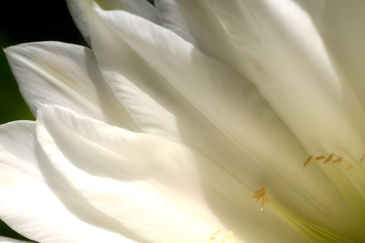 Photo de fleurs 57