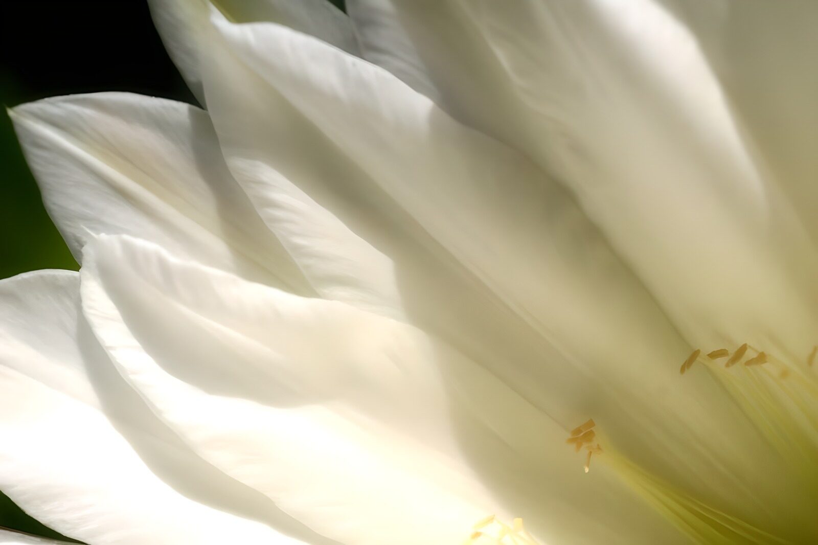 TPFR63352: Photo de fleurs 57