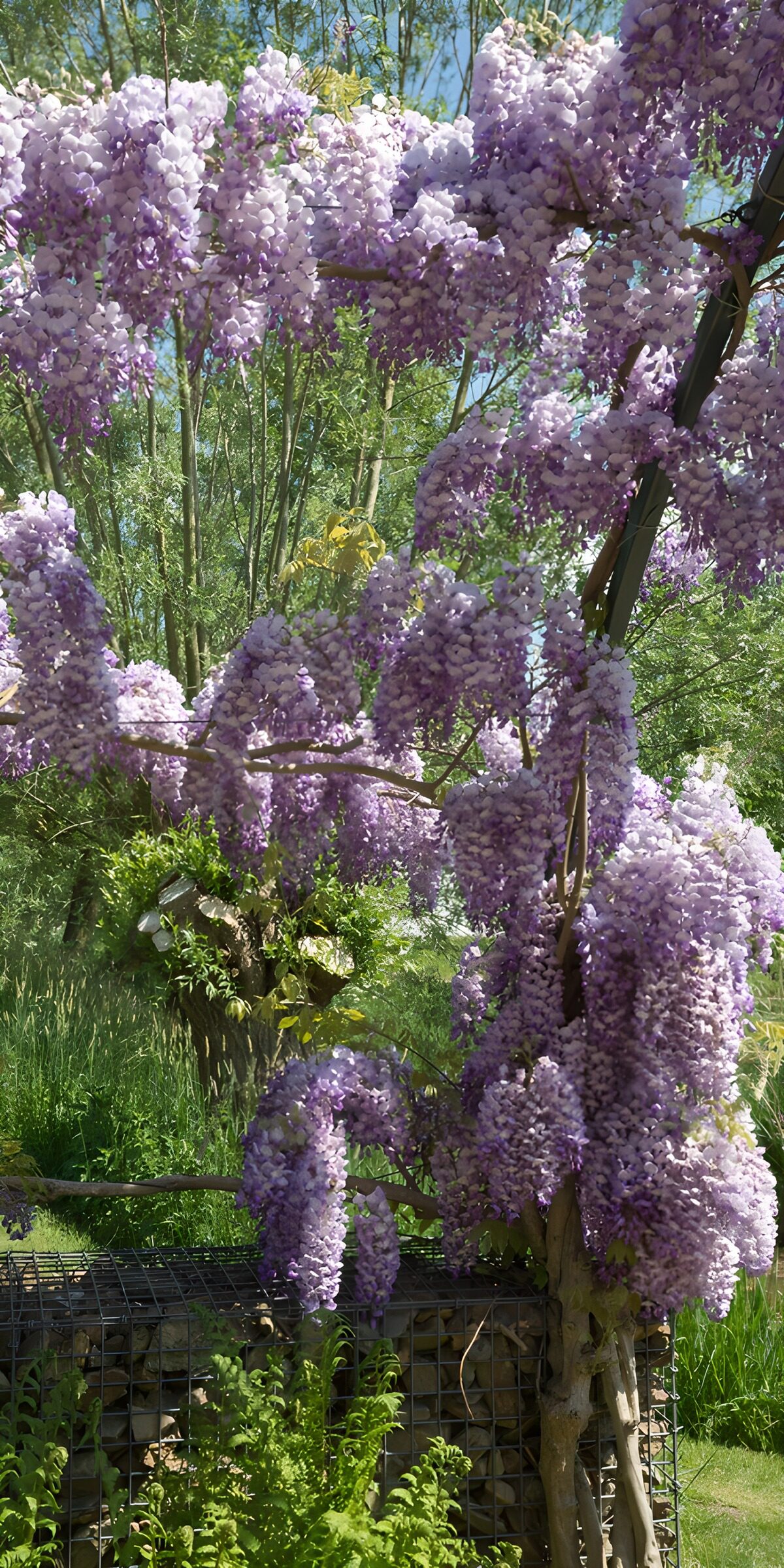 TPFR68033: Glycine en fleurs au printemps