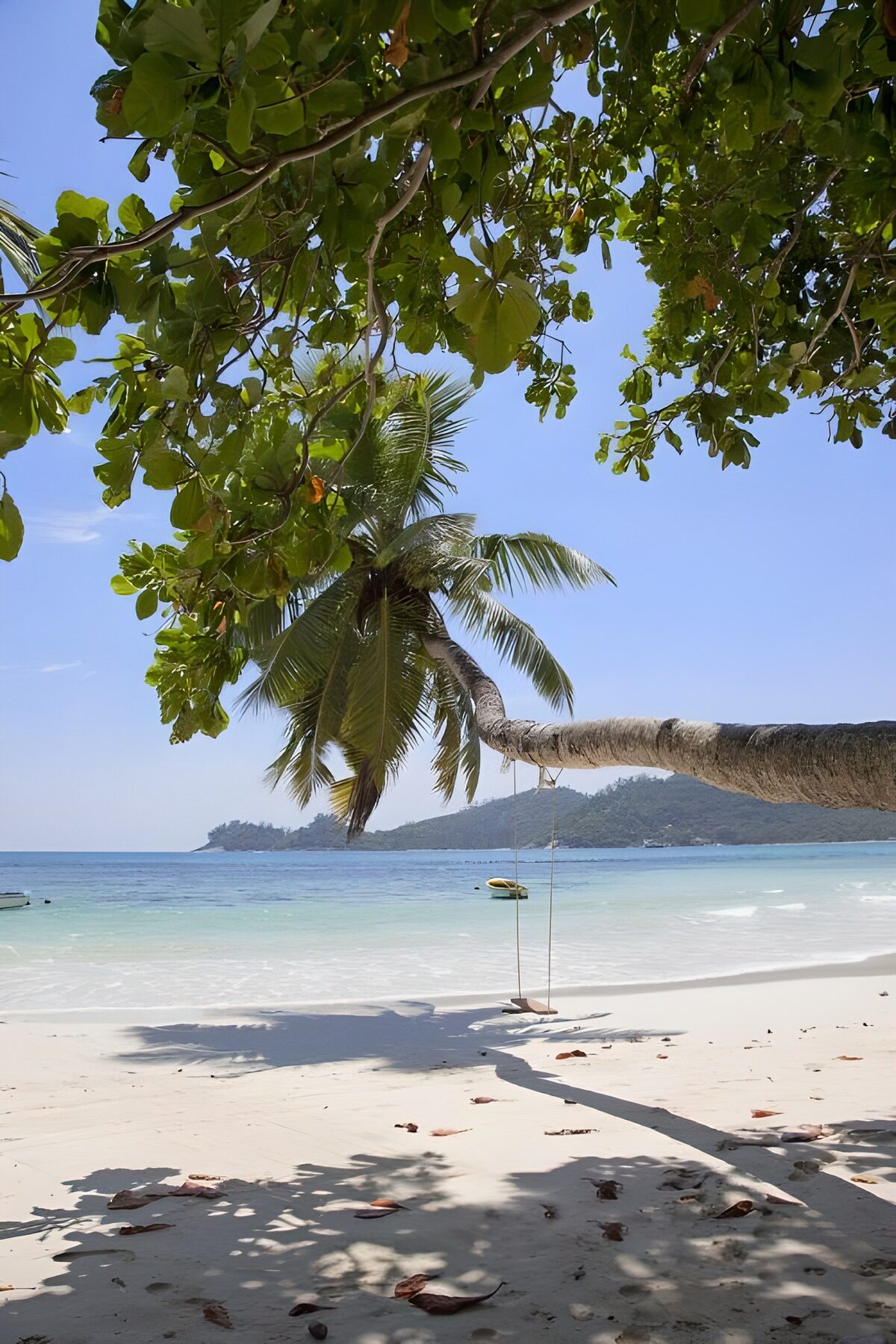 TPFR12388: Plage paradisiaque sous un palmier