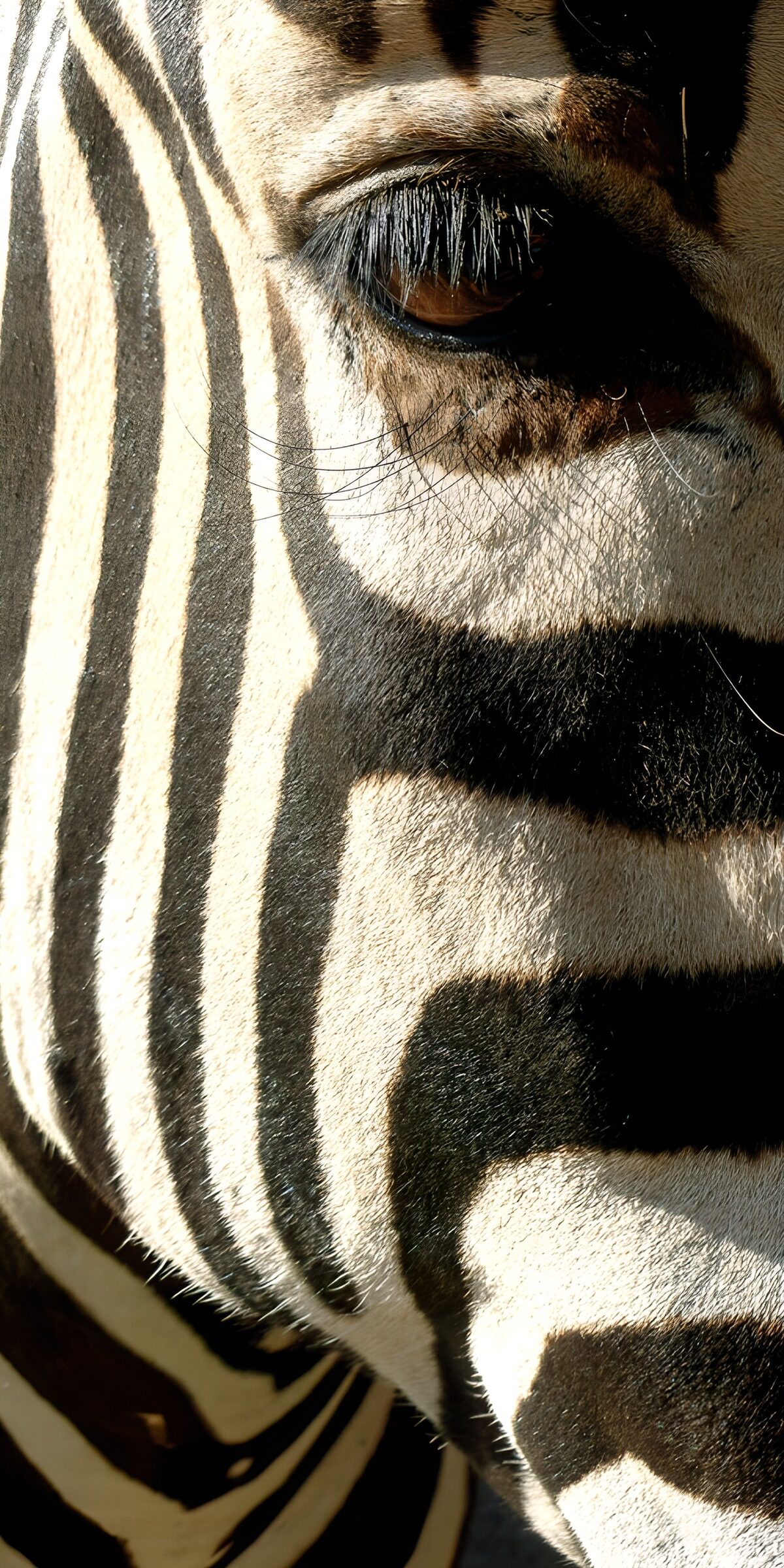 TPFR82017: Regard intense d'une zebra